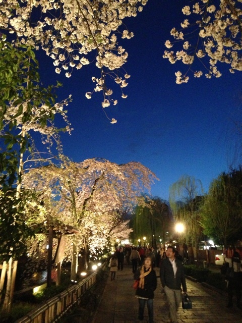 店舗撮影～祇園の夜桜～